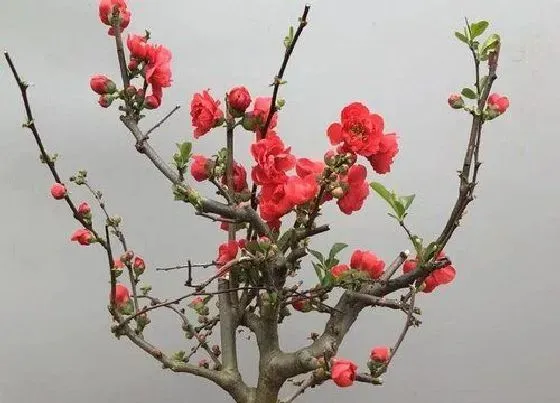 植物常识问题|四季海棠好养活吗