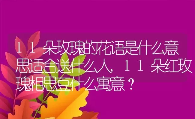 11朵玫瑰的花语是什么意思适合送什么人,11朵红玫瑰相思豆什么寓意？ | 养殖常见问题