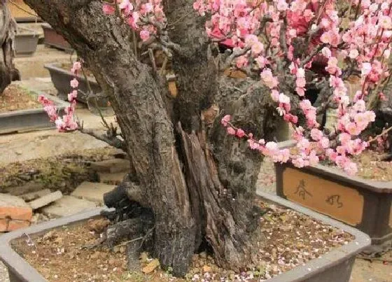 植物常识问题|梅花盆栽怎样养护能更好的过冬