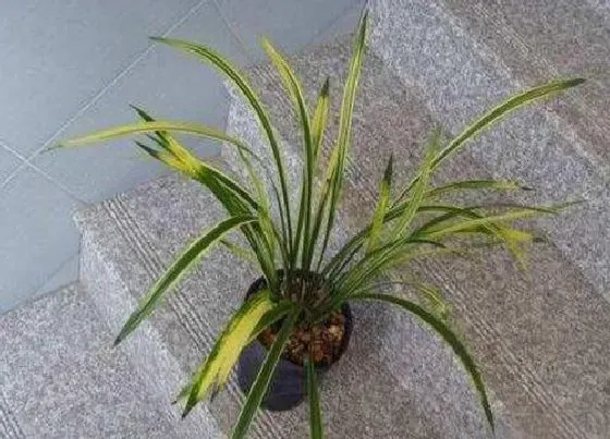 植物常识问题|给兰花浇定根水都有哪些讲究