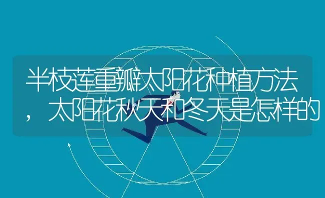 半枝莲重瓣太阳花种植方法,太阳花秋天和冬天是怎样的 | 养殖常见问题