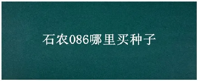 石农086哪里买种子 | 三农答疑