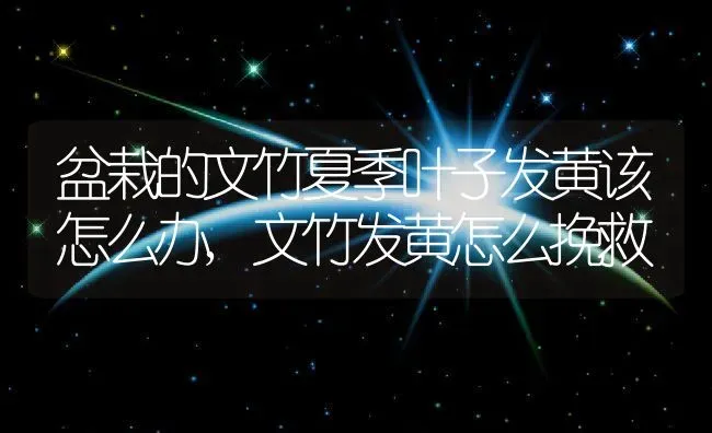 盆栽的文竹夏季叶子发黄该怎么办,文竹发黄怎么挽救 | 养殖常见问题