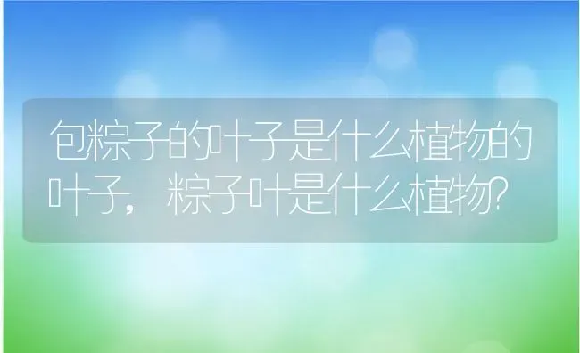 包粽子的叶子是什么植物的叶子,粽子叶是什么植物？ | 养殖常见问题