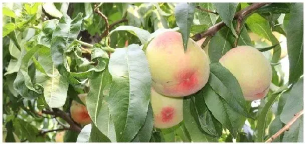 桃树干腐的原因 | 生活常识