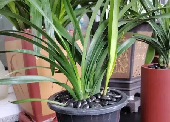 植物常识问题|怎么养护兰花可以避免病虫害