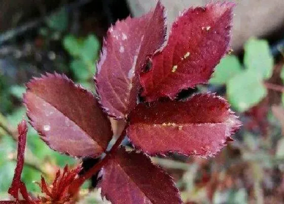 植物常识问题|花上的腻虫怎么清除 去除腻虫有什么小妙招