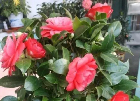 植物常识问题|茶花长芽前如何施肥新芽更粗壮