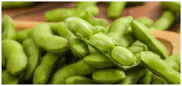 青毛豆种植注意事项 | 农业常识