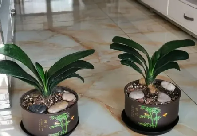 植物常识问题|养护君子兰小苗都有哪些方法呢
