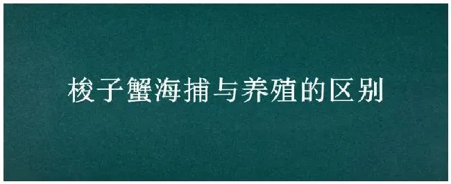 梭子蟹海捕与养殖的区别 | 生活常识