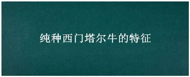 纯种西门塔尔牛的特征 | 三农问答