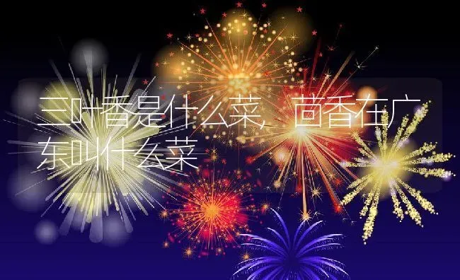 三叶香是什么菜,茴香在广东叫什么菜 | 养殖常见问题