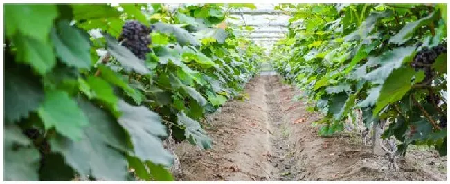 尿素和磷酸二氢钾能在一起作为叶面肥用吗 | 生活常识