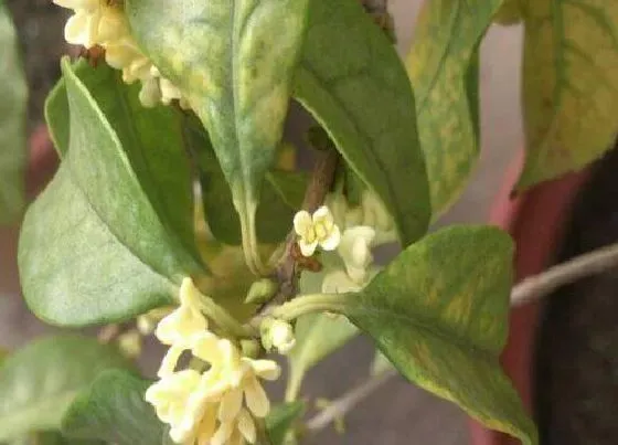 植物常识问题|桂花叶片发黄的原因及养殖技巧