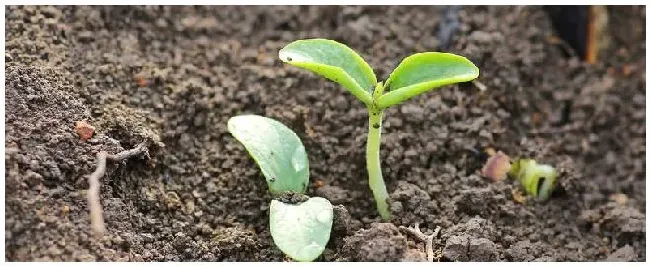南瓜芽苗是苦的有毒吗 | 生活常识