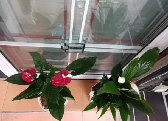 植物常识问题|红掌日常如何养护叶片大又绿