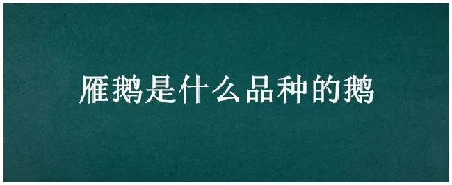 雁鹅是什么品种的鹅 | 农业答疑