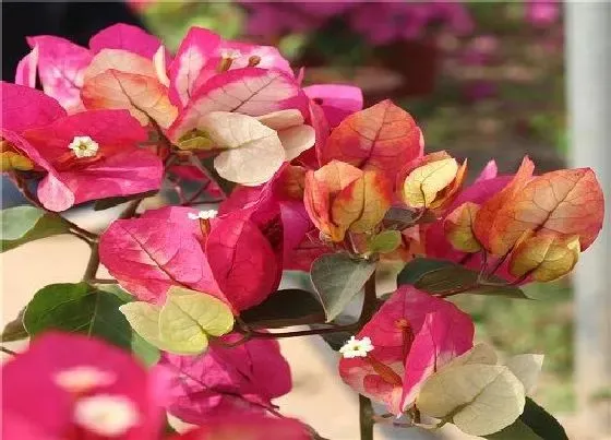 植物常识问题|三角梅开花需要满足哪些要求