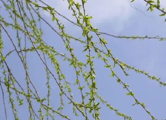 植物常识问题|柳树皮如何养植物促进生根发芽