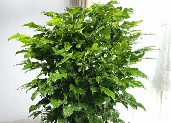 植物常识问题|幸福树如何养护株型圆润饱满