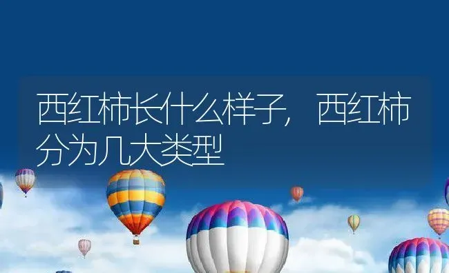 西红柿长什么样子,西红柿分为几大类型 | 养殖常见问题