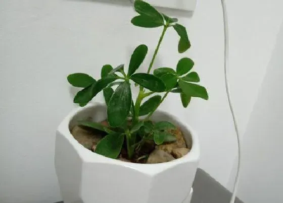 植物常识问题|6月份如何养金钱树避免烂根