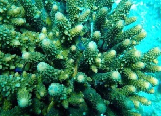 植物常识问题|如何把青珊瑚养成了光棍树