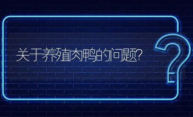 关于养殖肉鸭的问题? | 养殖问题解答