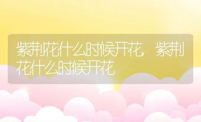 紫荆花什么时候开花,紫荆花什么时候开花 | 养殖常见问题