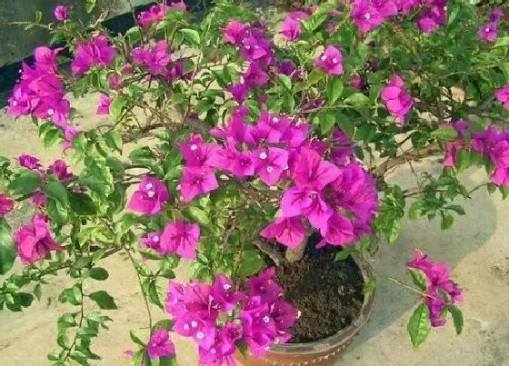 植物常识问题|三角梅容易招虫怎么办  如何解决