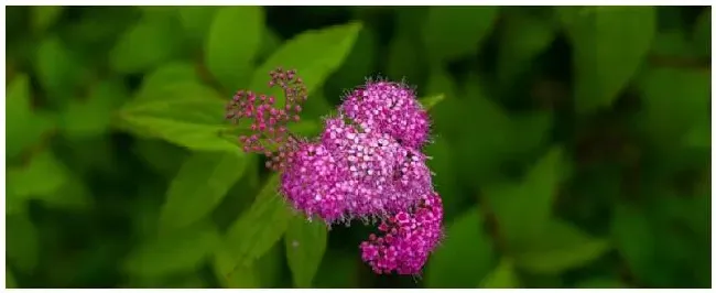 绣线菊种植注意事项 | 生活常识