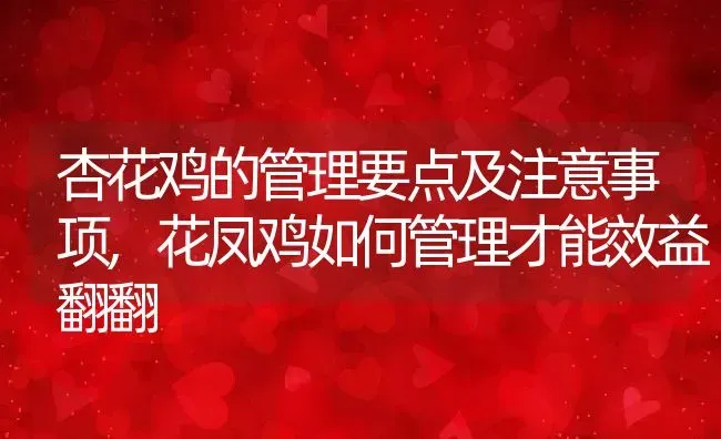 杏花鸡的管理要点及注意事项,花凤鸡如何管理才能效益翻翻 | 养殖常见问题