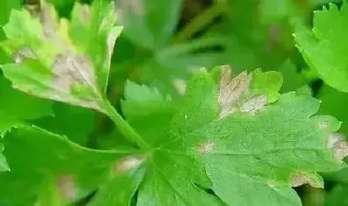 植物常识问题|芹菜叶子出现铁锈斑点什么原因（芹菜叶长斑防治方法）