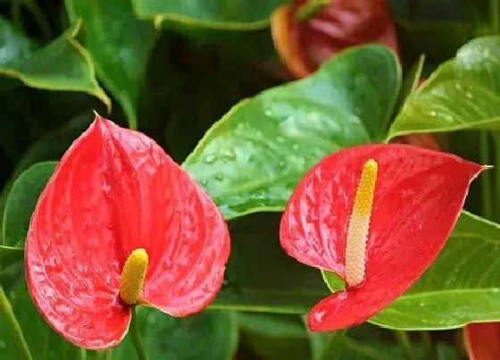 植物常识问题|红掌日常如何养护叶片大又绿