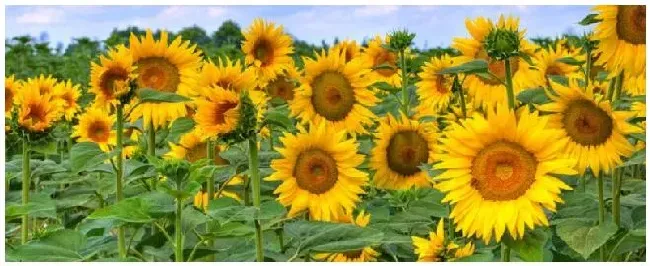 向日葵是什么植物裸子 | 农业常识