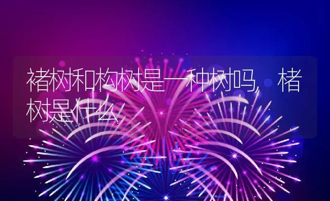 褚树和构树是一种树吗,楮树是什么 | 养殖常见问题