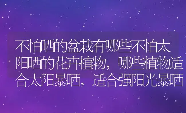 不怕晒的盆栽有哪些不怕太阳晒的花卉植物,哪些植物适合太阳暴晒，适合强阳光暴晒的植物？ | 养殖常见问题