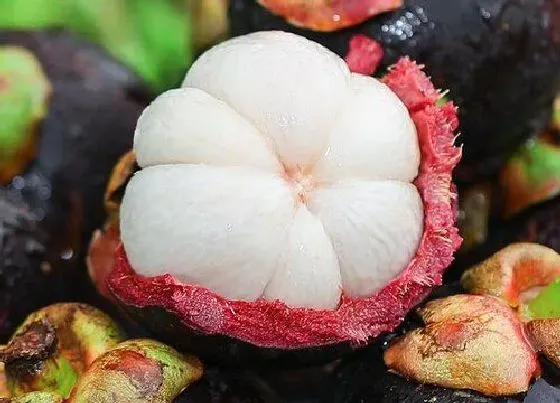 植物常识问题|山竹含糖量高吗