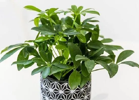 植物常识问题|鸭脚木怎么养  有哪些养护要点