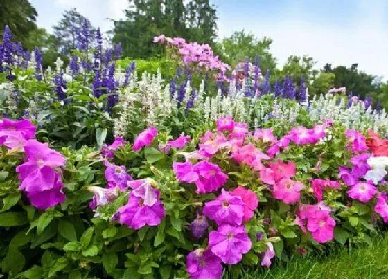 植物常识问题|夏季怎么养杜鹃花不掉叶不黄叶