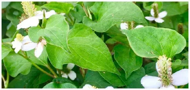 鱼腥草北方可以种植吗 | 农业问题
