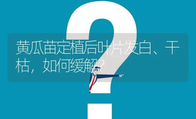 黄瓜苗定植后叶片发白、干枯,如何缓解? | 养殖问题解答