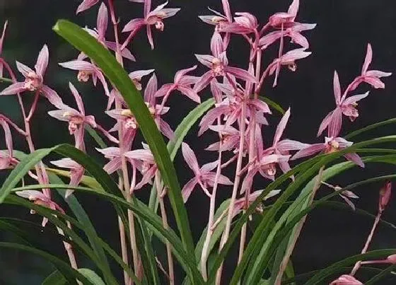 植物常识问题|兰花如何施催芽肥可以长出更多的新芽壮芽