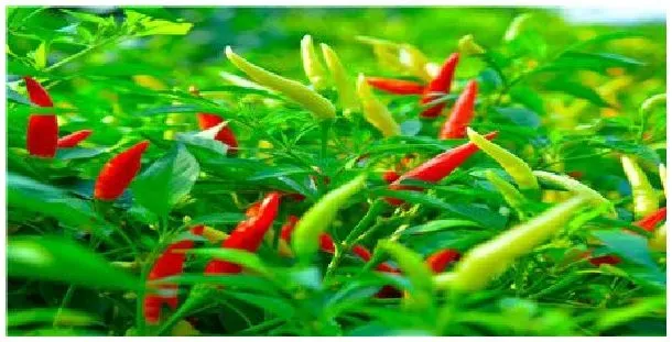 辣椒种植时间与生长周期 | 农业答疑