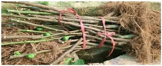 无花果多久挂果 | 农业答疑