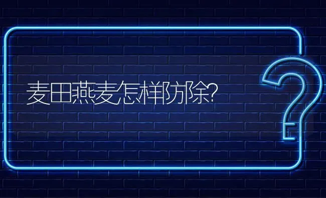 麦田燕麦怎样防除? | 养殖问题解答