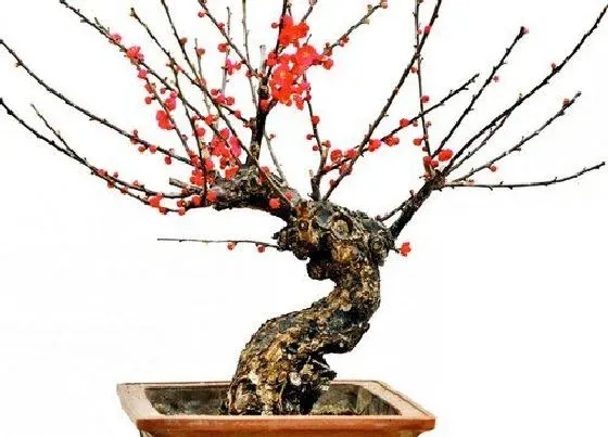 植物常识问题|梅花盆栽怎样养护能更好的过冬
