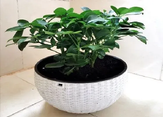 植物常识问题|鸭掌木怎么养护叶子油绿发亮越长越旺