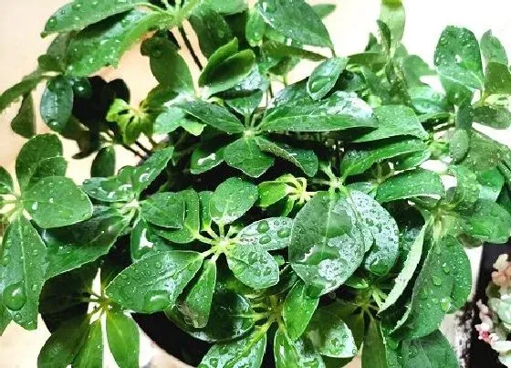 植物常识问题|鸭掌木怎么养护叶子油绿发亮越长越旺